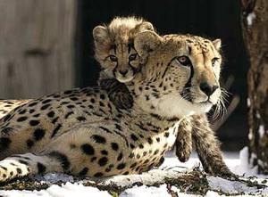 050207_cheetahs