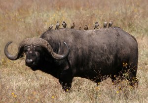 African_buffalo_Syncerus_caffer_retouched