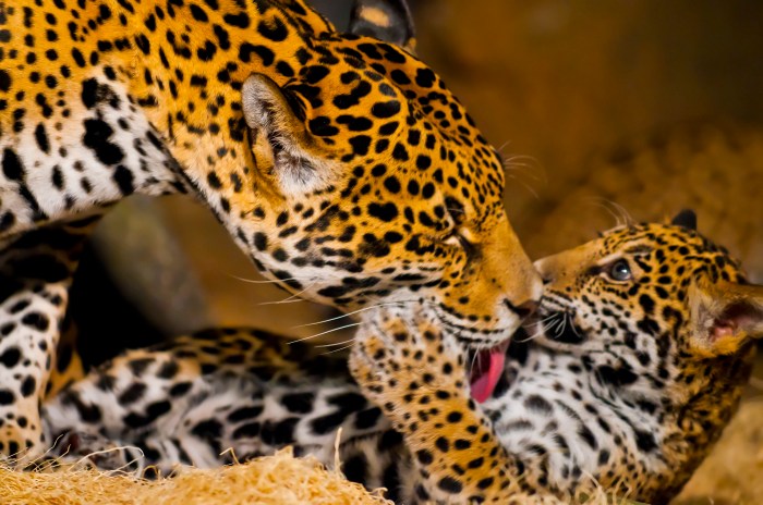 Jaguar Cubs