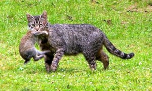 feral cat eat the bunny