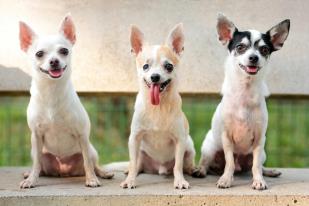 531916_10151406316895292_995817586_n