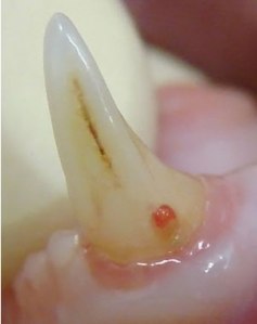 FelineToothResorption2