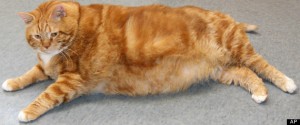 ODD Fat Cat Adoption