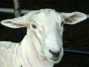 sheeps-head
