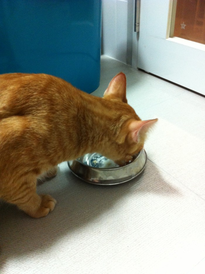 Tiger lapping up chicken with forti