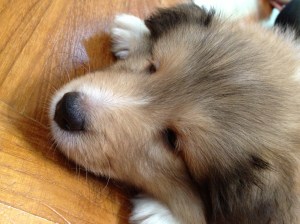 photo (8)