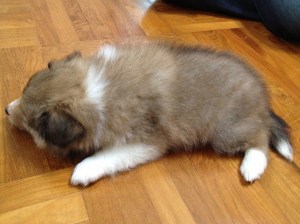 photo (9)